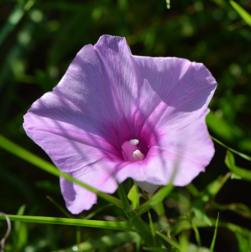 Ipomoea sagittata